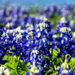 Don’t Put Your Camera Away Yet! Bluebonnets Still Blooming In DFW