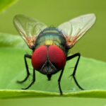 Sid Miller Warns Screwworm Creeping Dangerously Close – Found 60 Miles From Texas