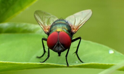 Sid Miller Warns Screwworm Creeping Dangerously Close – Found 60 Miles From Texas