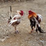 Illegal Alien Arrested In Parker County Cockfighting, Animal Cruelty Case