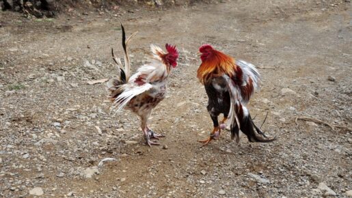 Illegal Alien Arrested In Parker County Cockfighting, Animal Cruelty Case