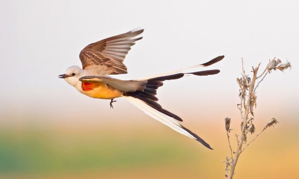 Help DFW Rank #1: City Nature Challenge Runs Through April 27