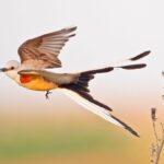 Help DFW Rank #1: City Nature Challenge Runs Through April 27