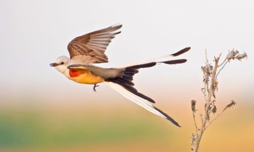 Help DFW Rank #1: City Nature Challenge Runs Through April 27