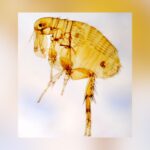 12-Fold Rise In Texas Typhus Cases – Fleas, Pets, And Warming Temperatures Fuel Spread