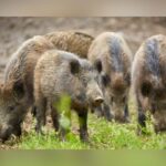 Feral Hogs Rampage Through Mesquite: Yards Torn Up By Roaming Packs