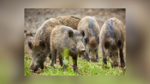 Feral Hogs Rampage Through Mesquite: Yards Torn Up By Roaming Packs