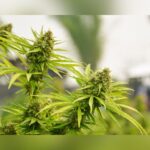 Lawsuit Fights Texas Smokable Hemp Flower Ban: Fighting For Patients And Small Businesses