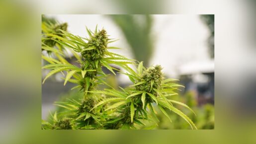 Lawsuit Fights Texas Smokable Hemp Flower Ban: Fighting For Patients And Small Businesses