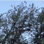 Air Horns, Pots & Pans, And Drones: The North Texas Egret Deterrence Battle