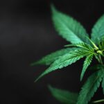 Schedule I To III: Acting AG Blanche Signs Landmark Medical Marijuana Rescheduling Order