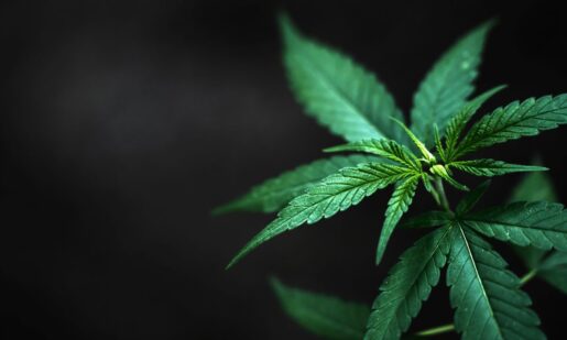 Schedule I To III: Acting AG Blanche Signs Landmark Medical Marijuana Rescheduling Order