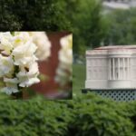 White House Buzzing Again: Melania Trump Expands Honey Program To Fight Pollinator Decline