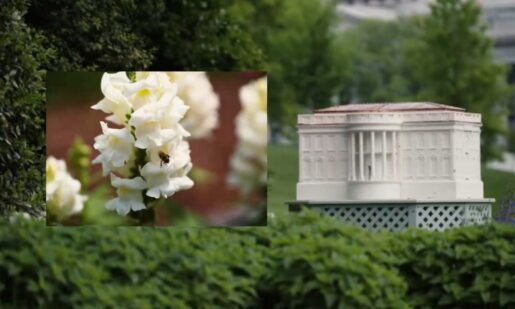 White House Buzzing Again: Melania Trump Expands Honey Program To Fight Pollinator Decline