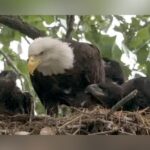 White Rock Lake Bald Eagles Nick And Nora: All Three Eaglets Survive Severe North Texas Storms
