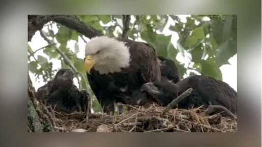 White Rock Lake Bald Eagles Nick And Nora: All Three Eaglets Survive Severe North Texas Storms