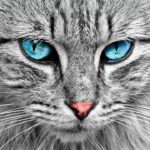 Petflation: Pet Owners Face $2,360 Average Spend As Industry Hits $165 Billion