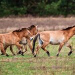 Chernobyl Radiation Experiment: Endangered Horses Flourishing After 40 Years