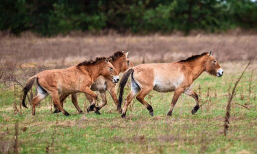 Chernobyl Radiation Experiment: Endangered Horses Flourishing After 40 Years