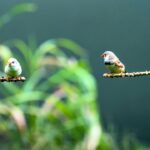 Songbirds Reveal Why Humans Struggle To Grow New Brain Cells