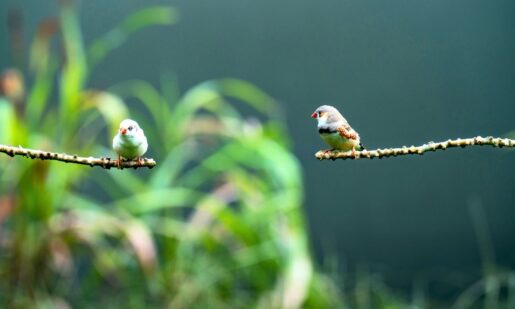 Songbirds Reveal Why Humans Struggle To Grow New Brain Cells