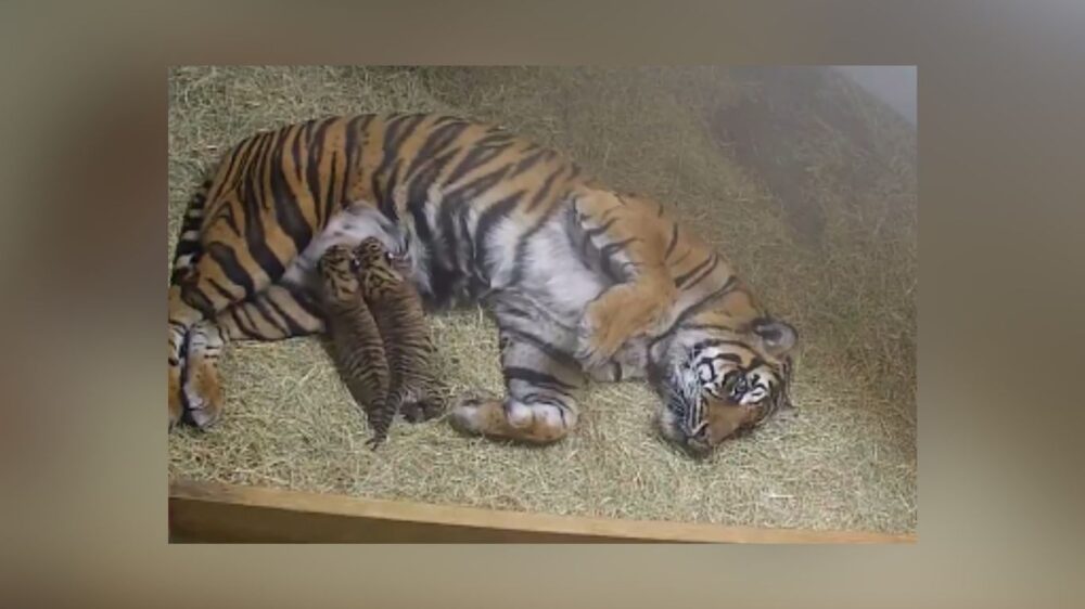 Vote Now: Name The Female Sumatran Tiger Cub At Dallas Zoo – Alya, Merapi Or Rina