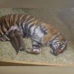 Vote Now: Name The Female Sumatran Tiger Cub At Dallas Zoo – Alya, Merapi Or Rina