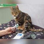 FDA Approves First Chewable Amlodipine For Cats: New Treatment For Feline Hypertension
