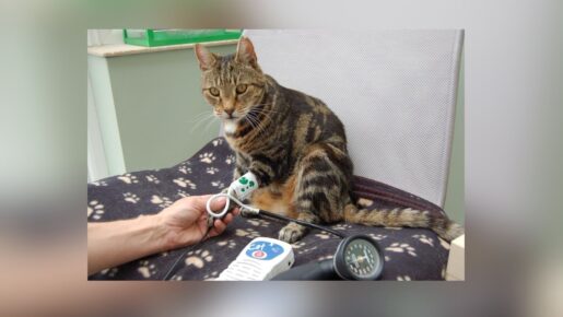 FDA Approves First Chewable Amlodipine For Cats: New Treatment For Feline Hypertension