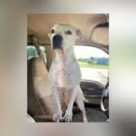 Dog Shoots Woman With Shotgun At Nebraska Gas Station