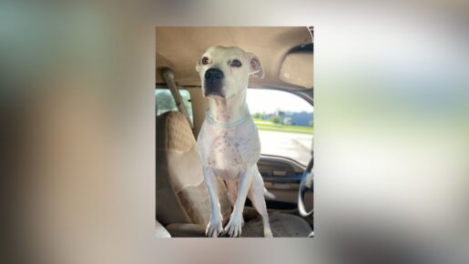 Dog Shoots Woman With Shotgun At Nebraska Gas Station
