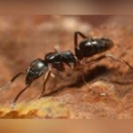 Ouch! Asian Needle Ants Now Stinging Their Way Across Texas And 20+ States