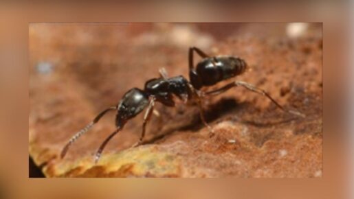 Ouch! Asian Needle Ants Now Stinging Their Way Across Texas And 20+ States