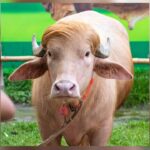 ‘Donald Trump’ Albino Buffalo Spared – Viral Hair Wins