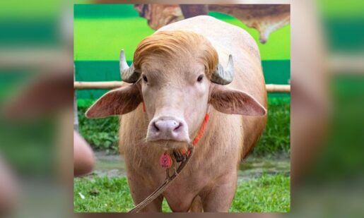 ‘Donald Trump’ Albino Buffalo Spared – Viral Hair Wins
