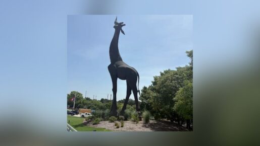 Richardson Sixth Graders Finally Get Their Pandemic-Canceled Kindergarten Zoo Trip At Dallas Zoo