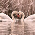 Nature’s Lifelong Lovers vs. America’s Struggling Marriages
