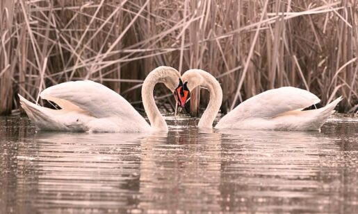 Nature’s Lifelong Lovers vs. America’s Struggling Marriages