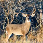 New Braunfels Man Faces 74 Charges For Poaching 13 Bucks With Crossbow