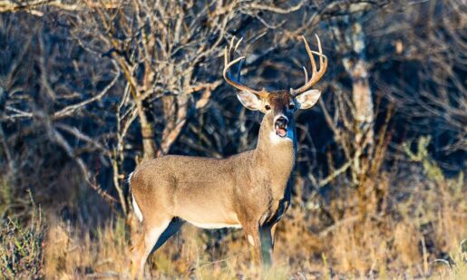 New Braunfels Man Faces 74 Charges For Poaching 13 Bucks With Crossbow