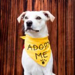 Pet Lovers: Red Oak’s Upgraded Animal Shelter Opens