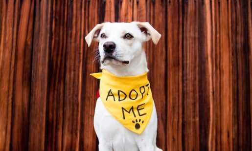 Pet Lovers: Red Oak’s Upgraded Animal Shelter Opens