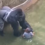 White House Marks 10th Anniversary Of Harambe’s Death