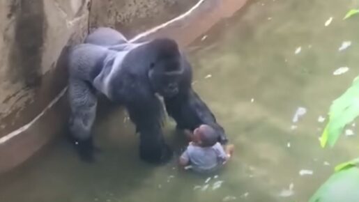White House Marks 10th Anniversary Of Harambe’s Death
