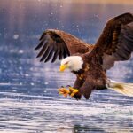 Texas Man Sentenced In Eagle Trafficking Ring That Killed Thousands Of Protected Birds