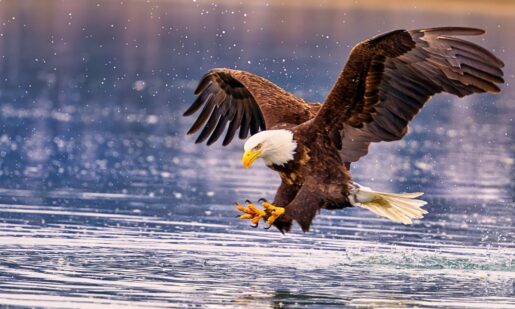 Texas Man Sentenced In Eagle Trafficking Ring That Killed Thousands Of Protected Birds