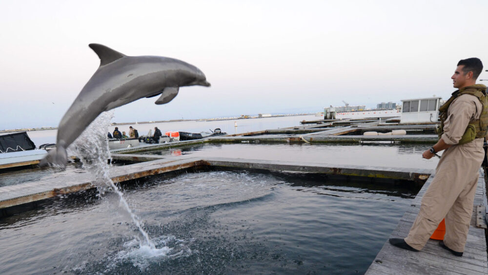 Forgotten History’s Look At U.S. Navy’s Secret Dolphin Program