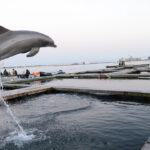 Forgotten History’s Look At U.S. Navy’s Secret Dolphin Program