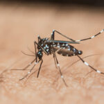 West Nile Detected In Tarrant County Mosquitoes Ahead Of Rainy Week