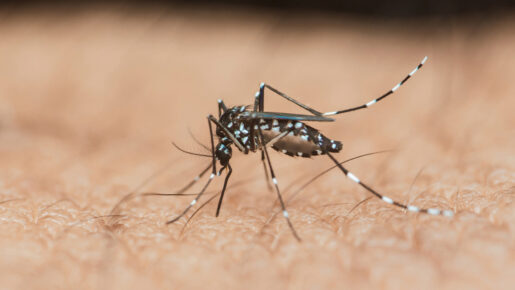 West Nile Detected In Tarrant County Mosquitoes Ahead Of Rainy Week